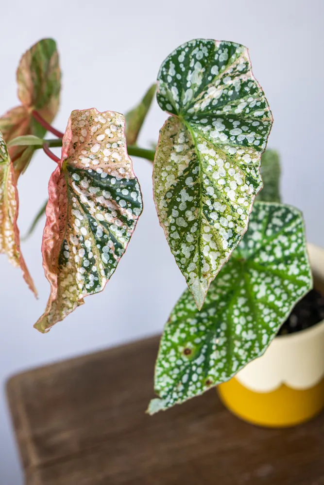 Begonia 'Snowcap' Variegata (unicorn)