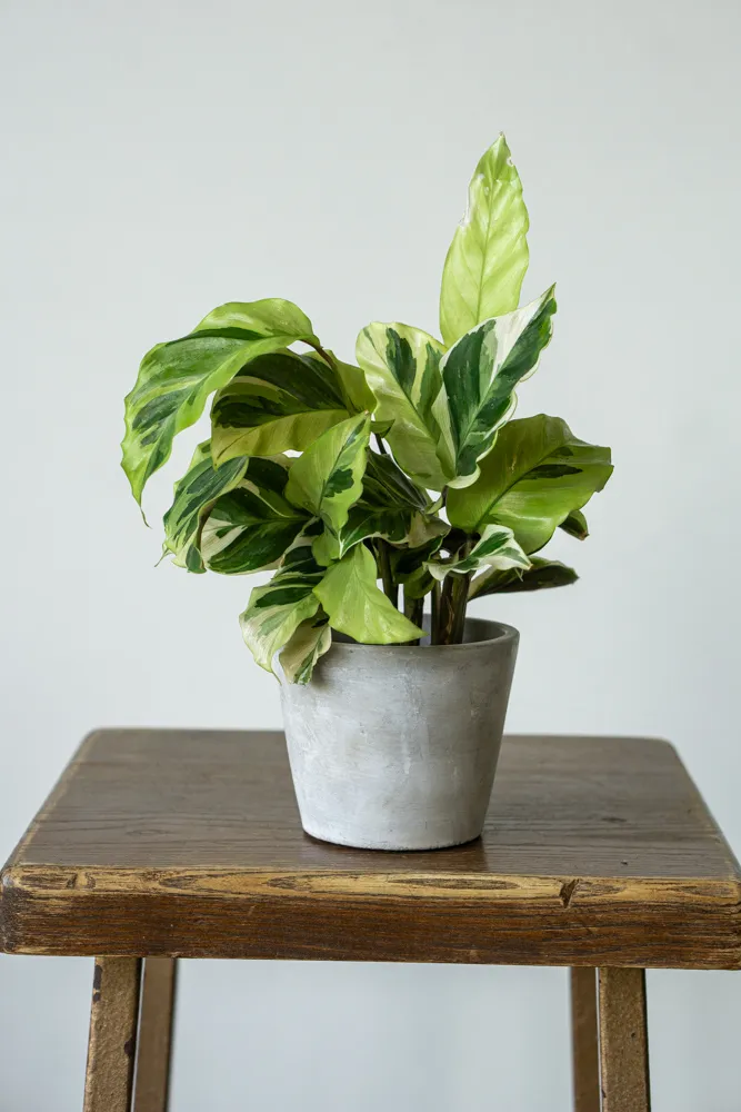 Baby Calathea Fusion Yellow