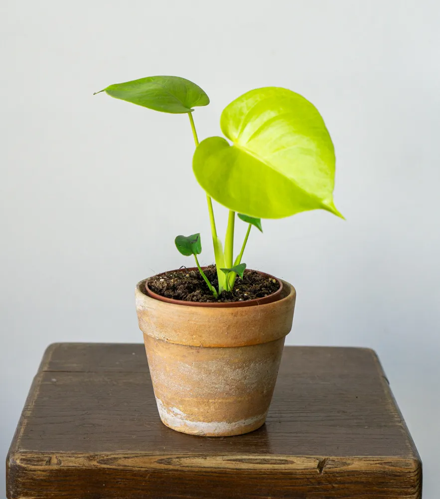 Monstera Deliciosa Lemon Lime 🍋