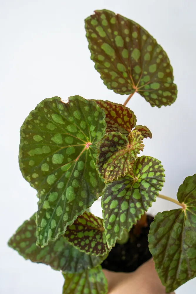 Begonia Chlorosticta