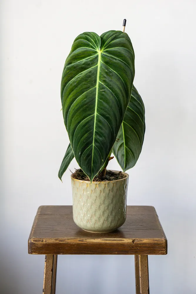 Philodendron Melanochrysum