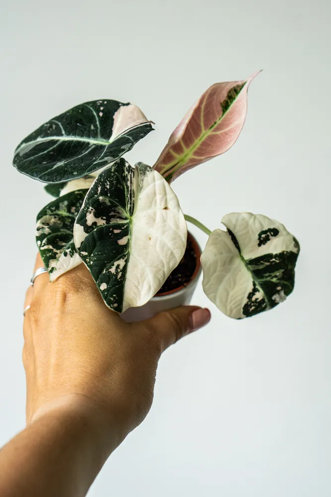 Baby Alocasia Black Velvet Pink varegata (Vyber si konkŕeetnu)
