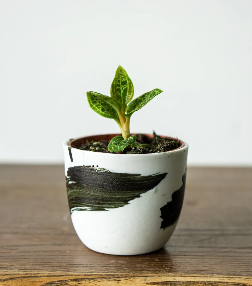 Macodes Petola - Jewel Orchid