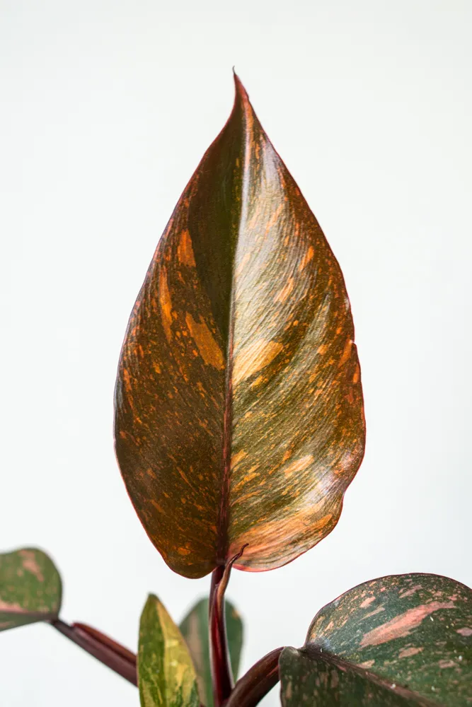 Philodendron Orange Princess - UNICORN