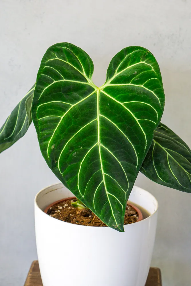 Anthurium Regale XXL