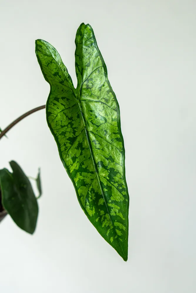 Alocasia boyceana 'Shattered Glass' (Zachráň ma)
