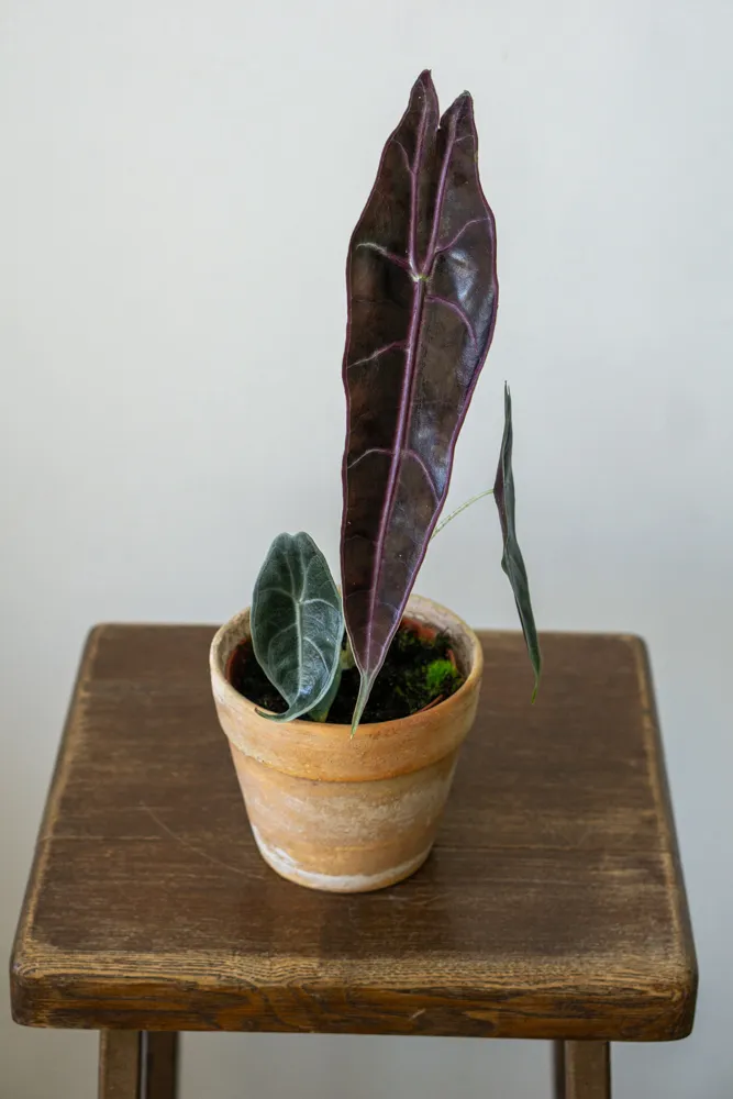 Alocasia Longiloba Purple