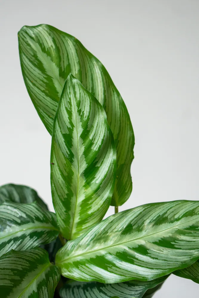 Baby Calathea Silverstar