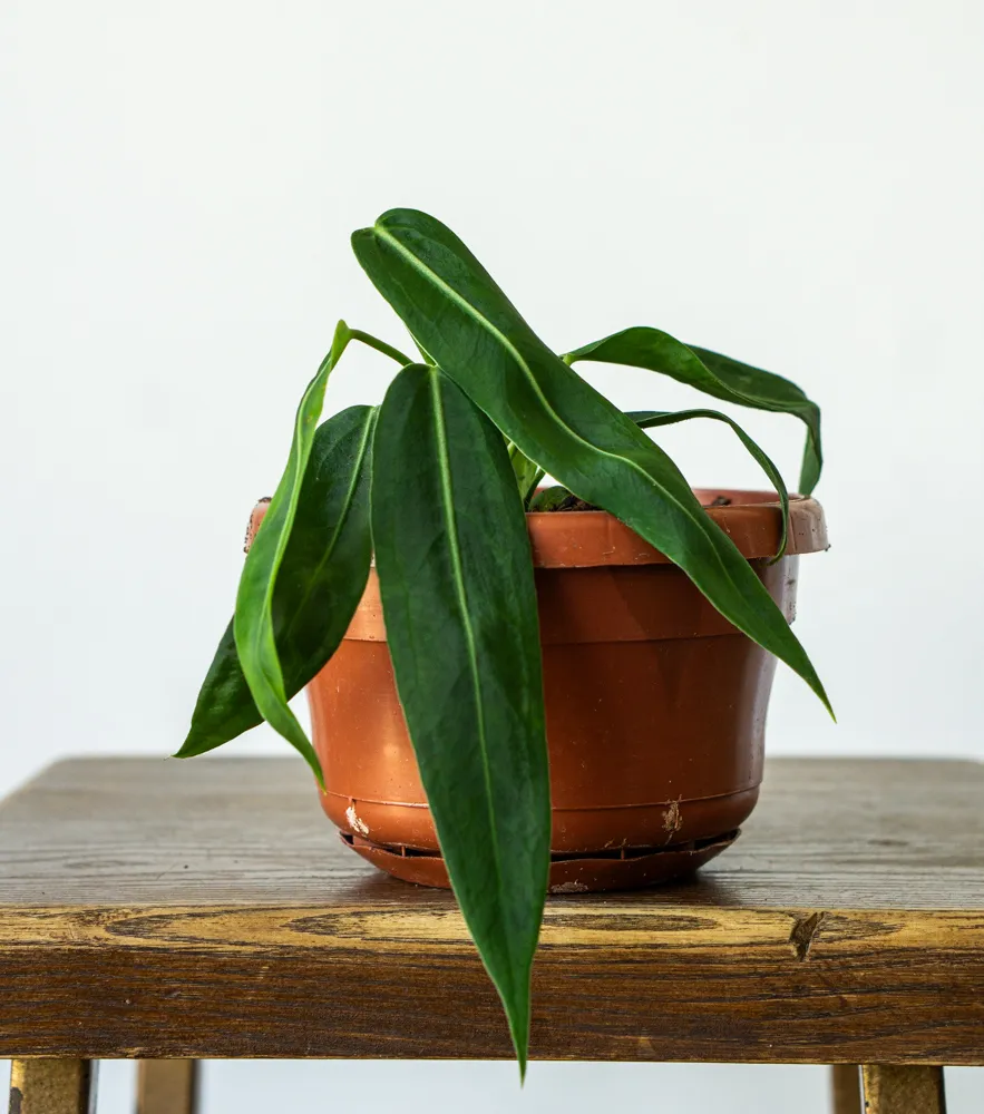Anthurium Pallidiflorum