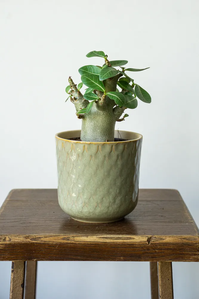 Adenium ansu Baobab – Púštna ruža