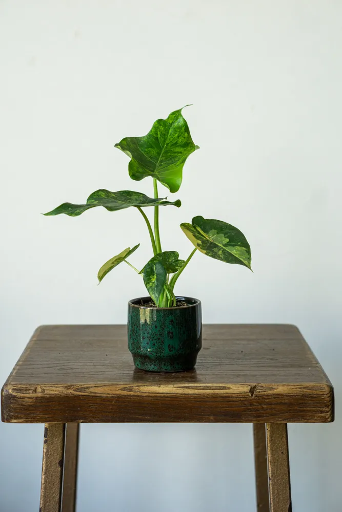 Alocasia macrorrhiza Aurea variegata