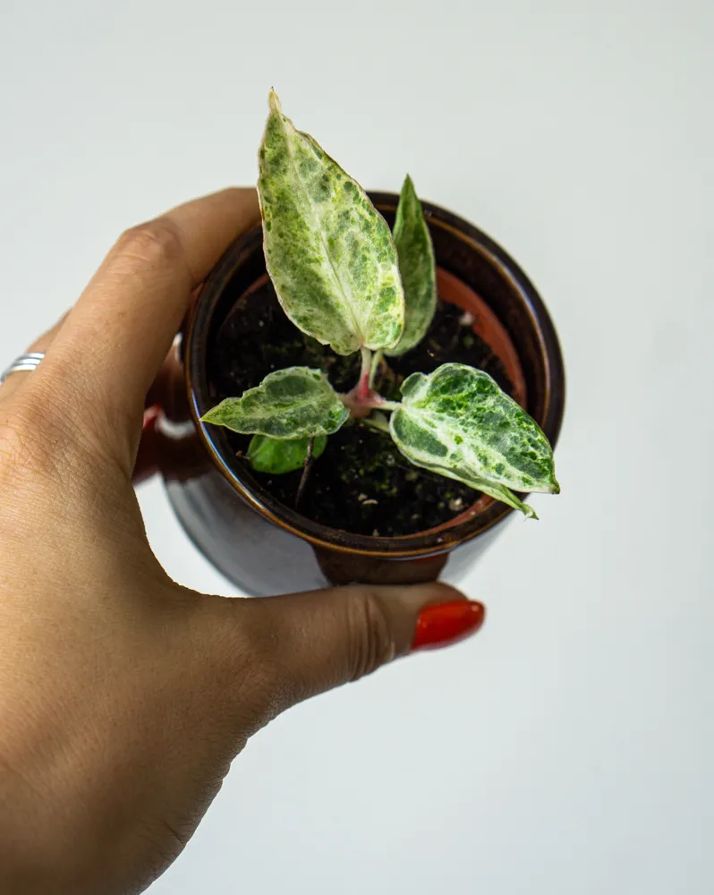 Anthurium Silver Blush Mint (náhodný kus)