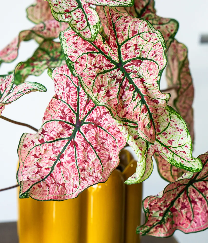 Caladium Splash of Wine