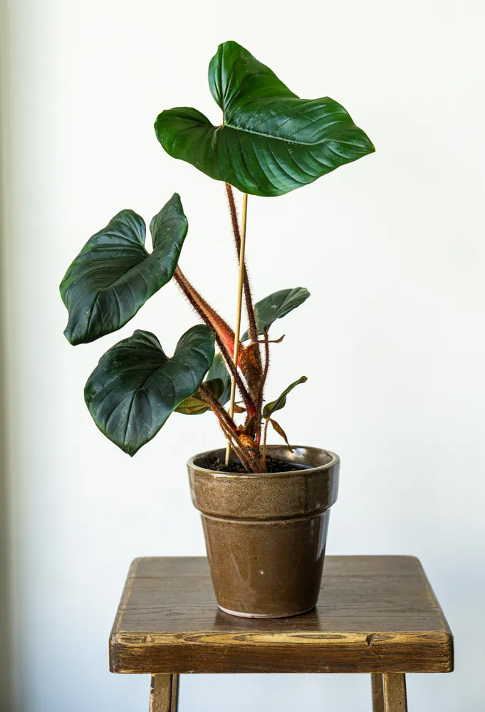 Philodendron Squamiferum x Serpens 👑