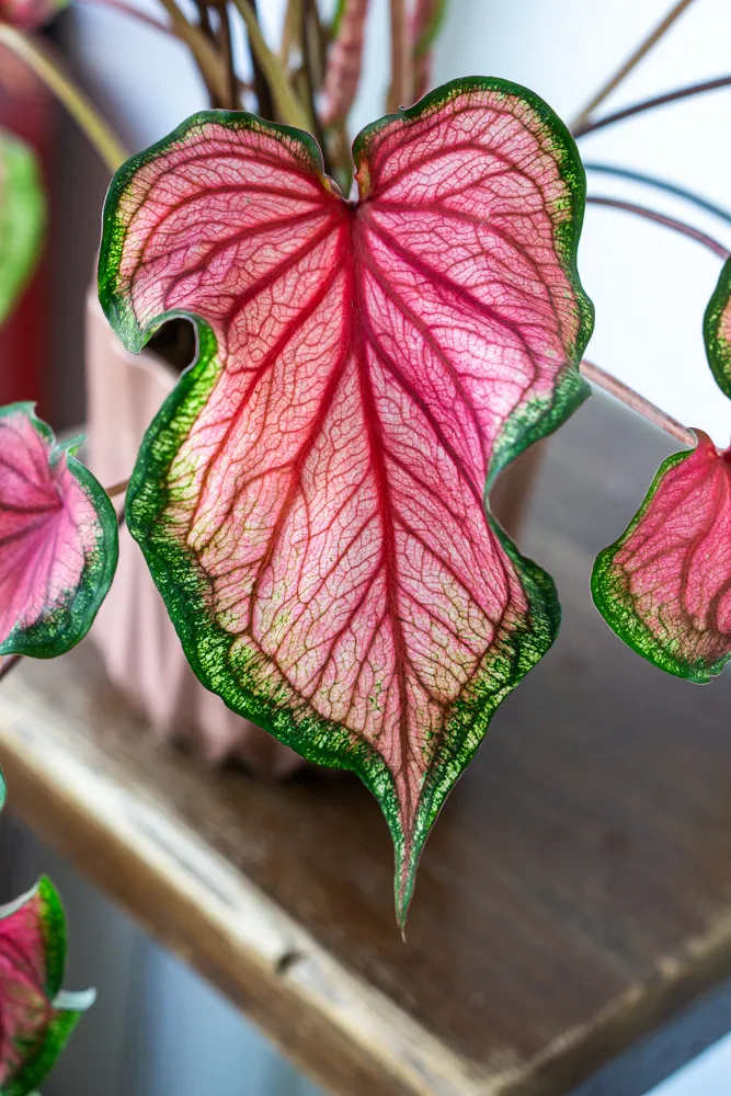 Caladium Sweetheart