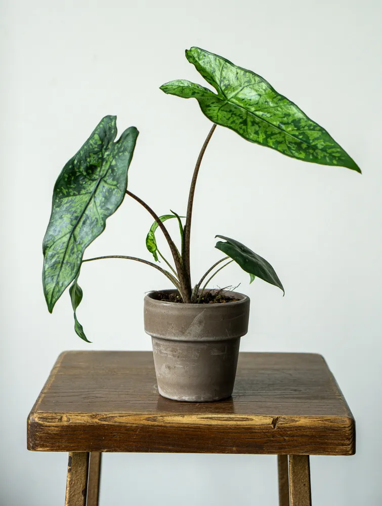 Alocasia boyceana 'Shattered Glass' (Zachráň ma)