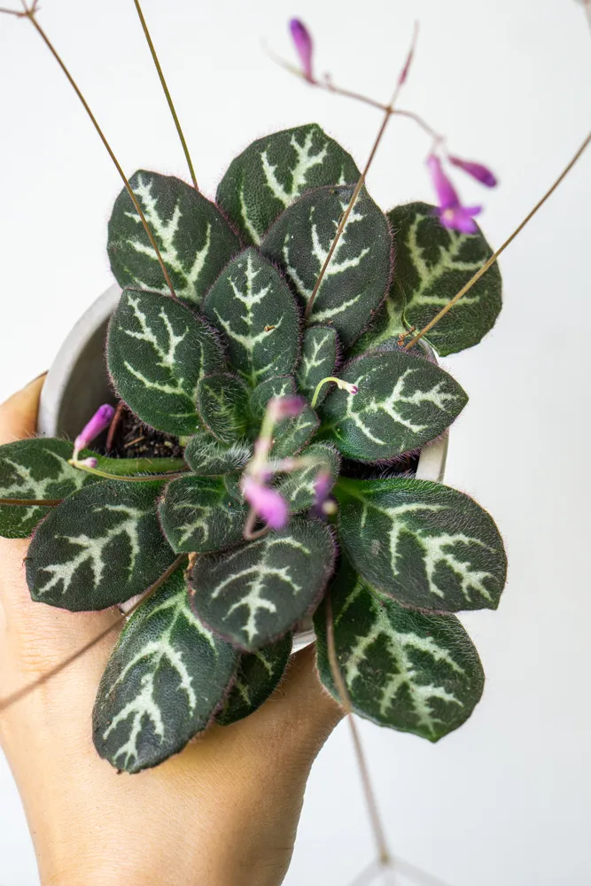 Primulina sinovietnamica (pomaly odkvitajú)