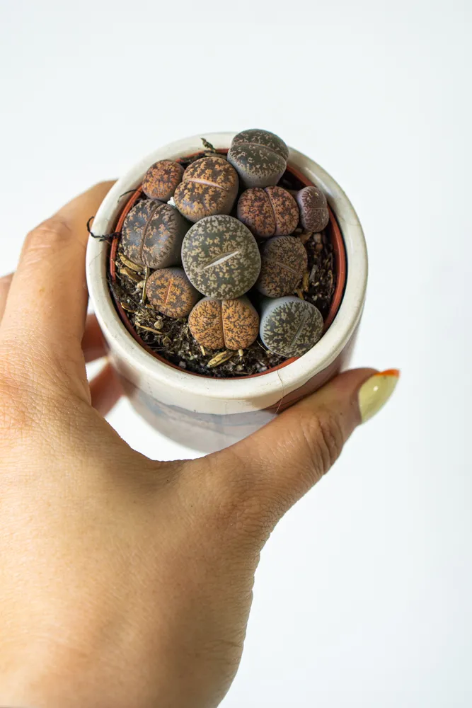 Baby Lithops /single/ mix