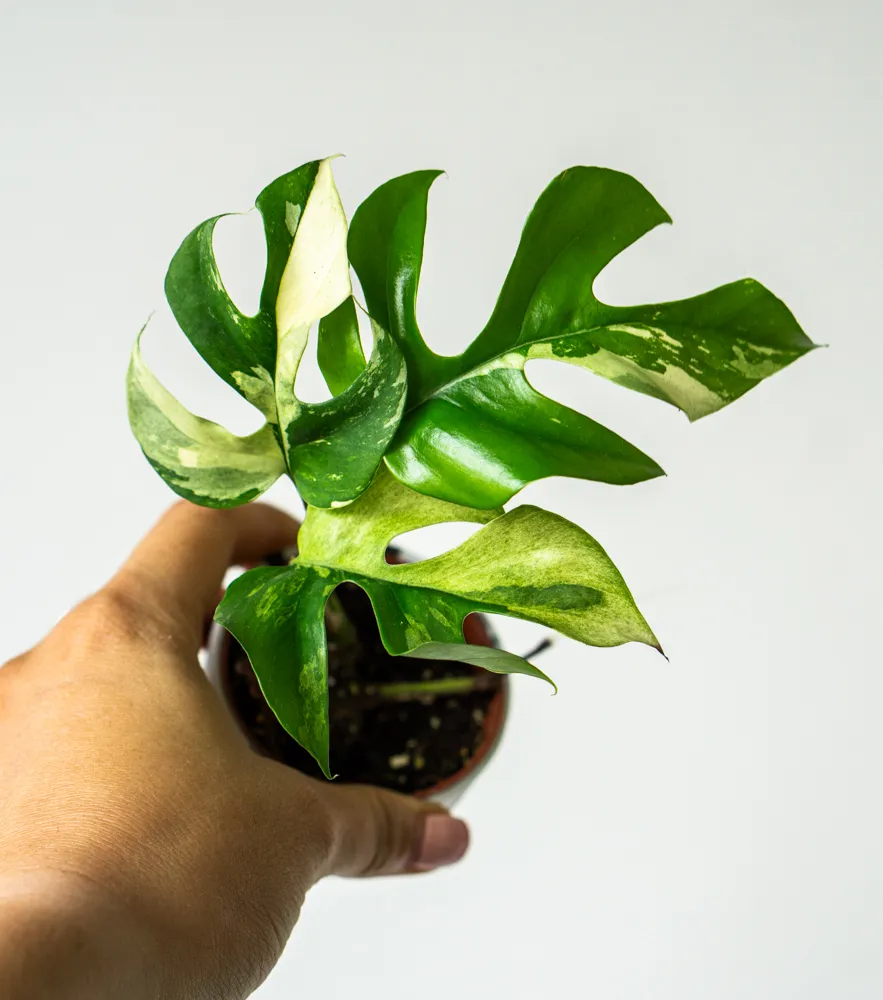 Baby Rhaphidophora Tetrasperma variegata