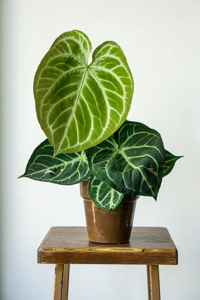 Anthurium Crystallinum Silver Blush