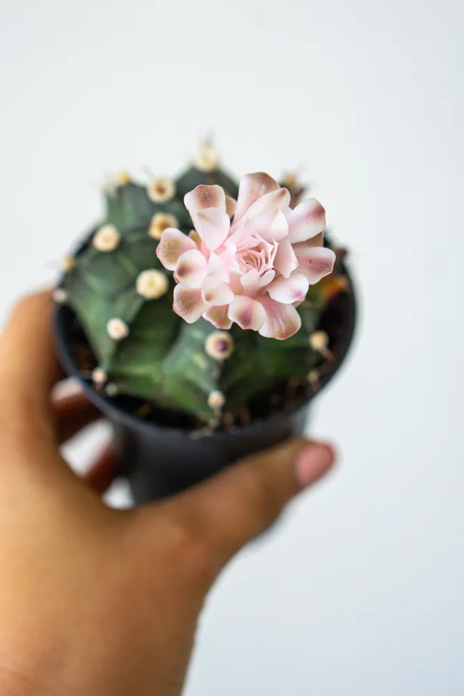 Gymnocactus mihanovichii variegata
