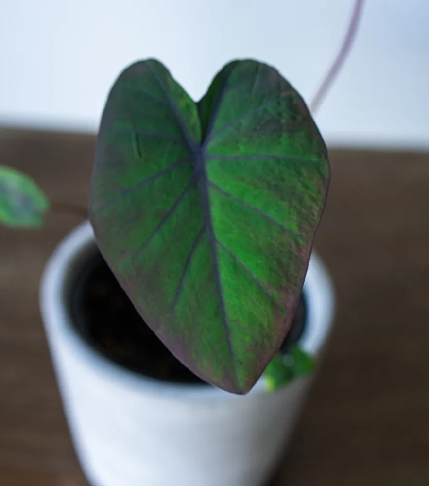 Baby Colocasia rubra 'Black Magic'