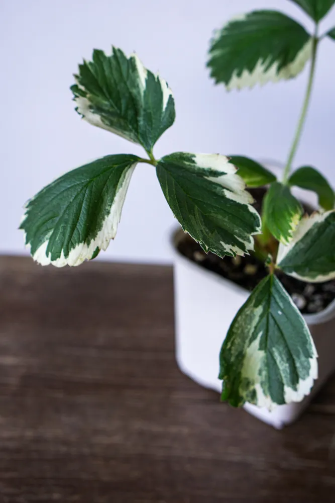 Fragaria x ananassa 'Variegata' - Panašovaná jahoda