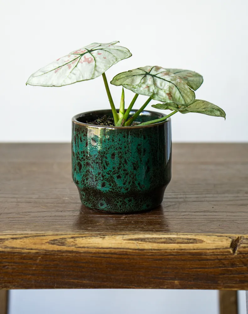 Baby Caladium 'Strawberry Star' 