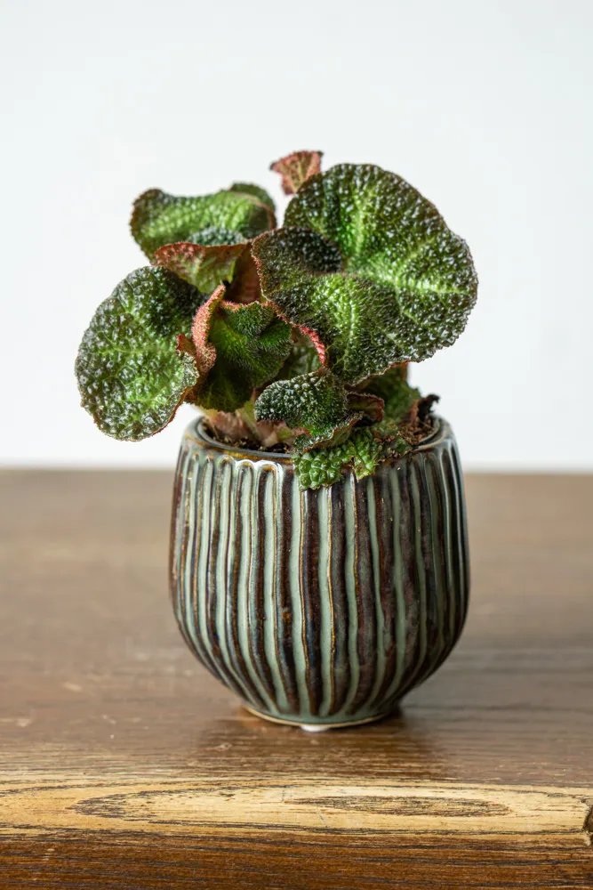 Baby Begonia solimutata