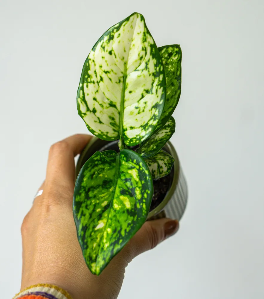 Baby Aglaonema Snow White
