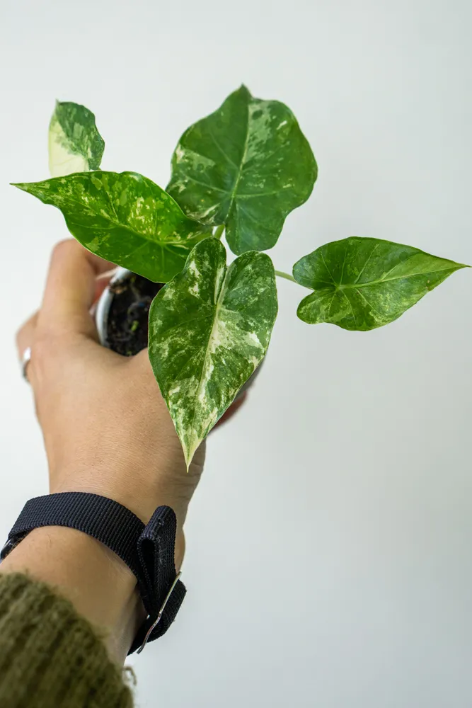 Alocasia gageana albo variegata