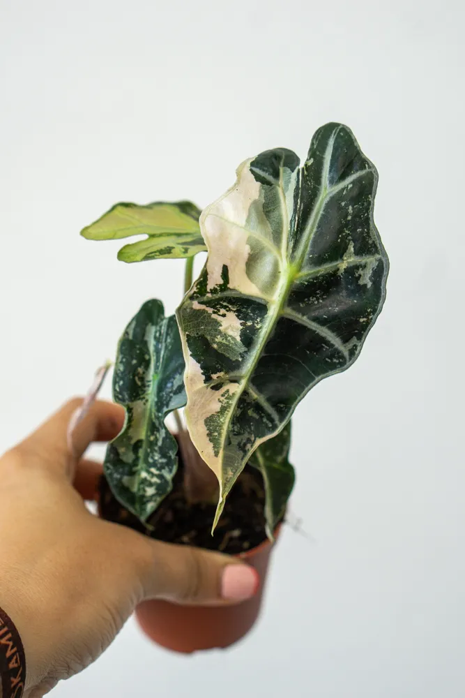 Baby Alocasia pink variegata (náhodný kúsok)