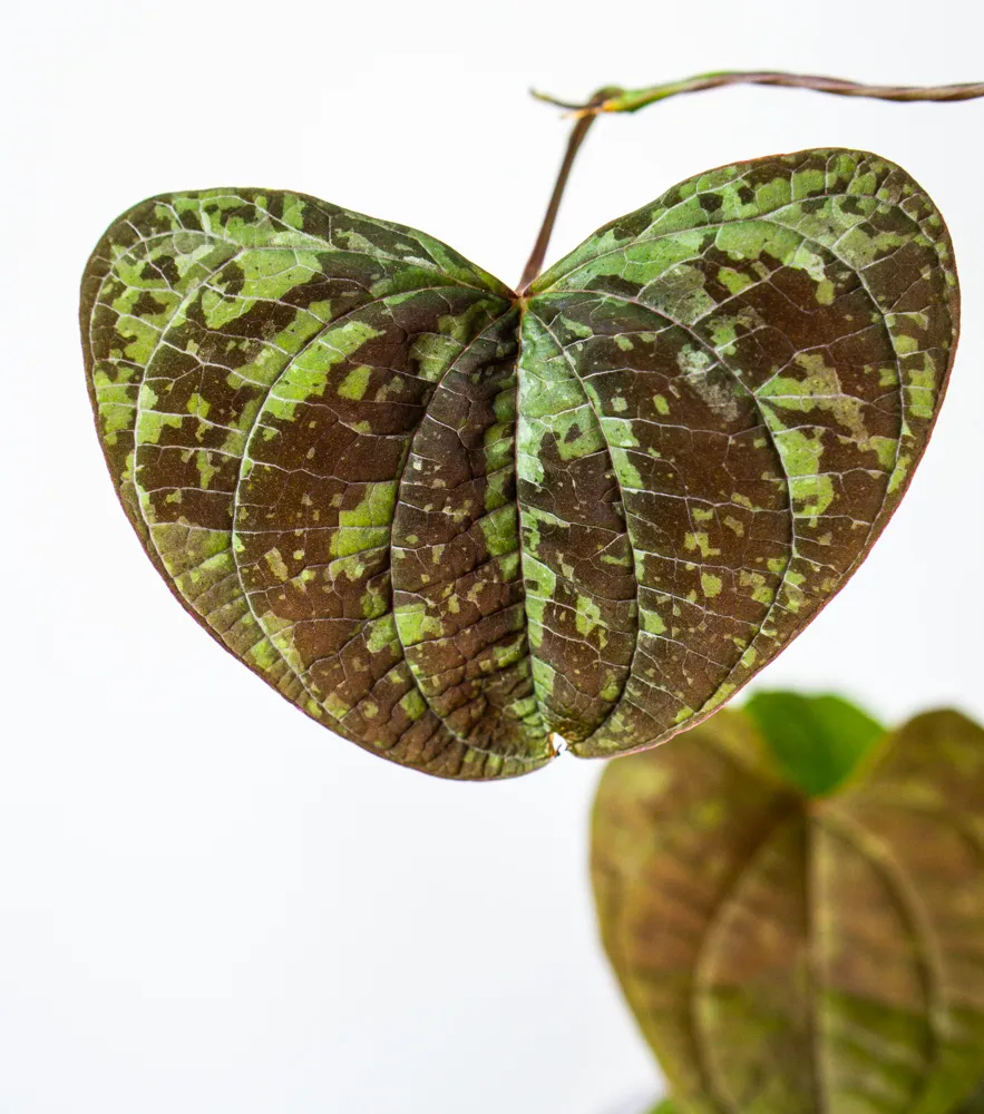 Dioscorea dodecaneura discolor 