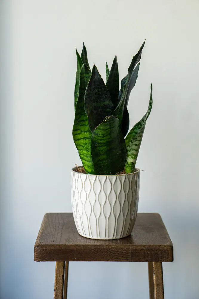 Sansevieria Trifasciata
