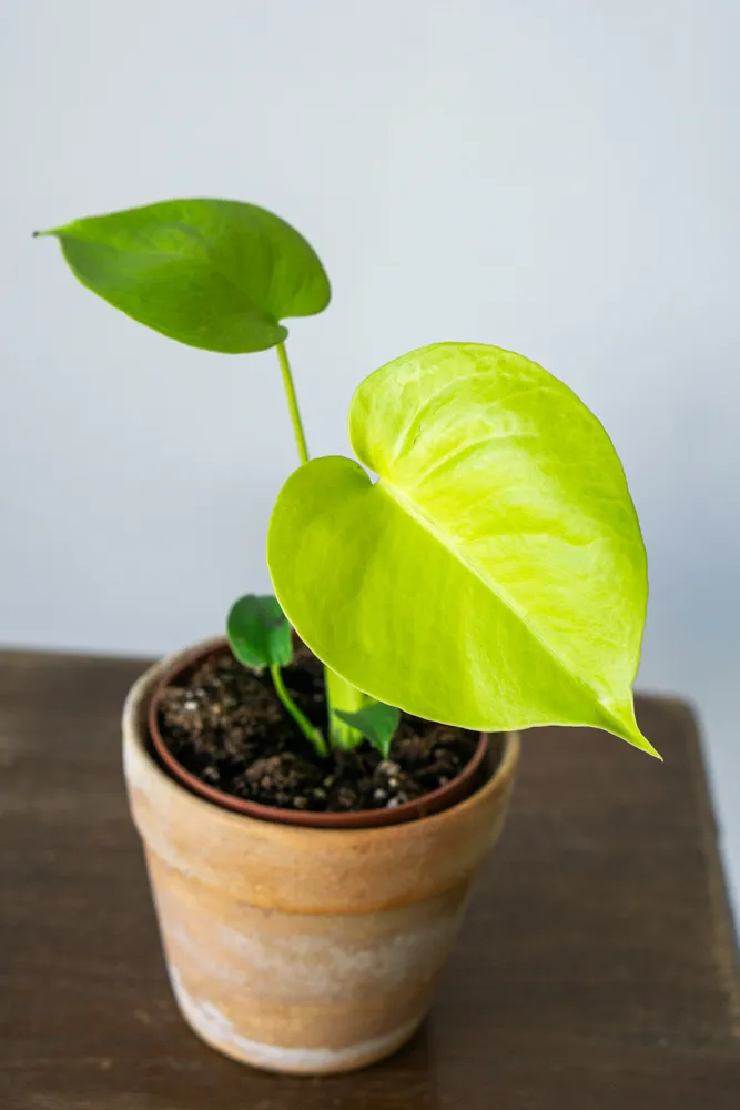 Monstera Deliciosa Lemon Lime 🍋
