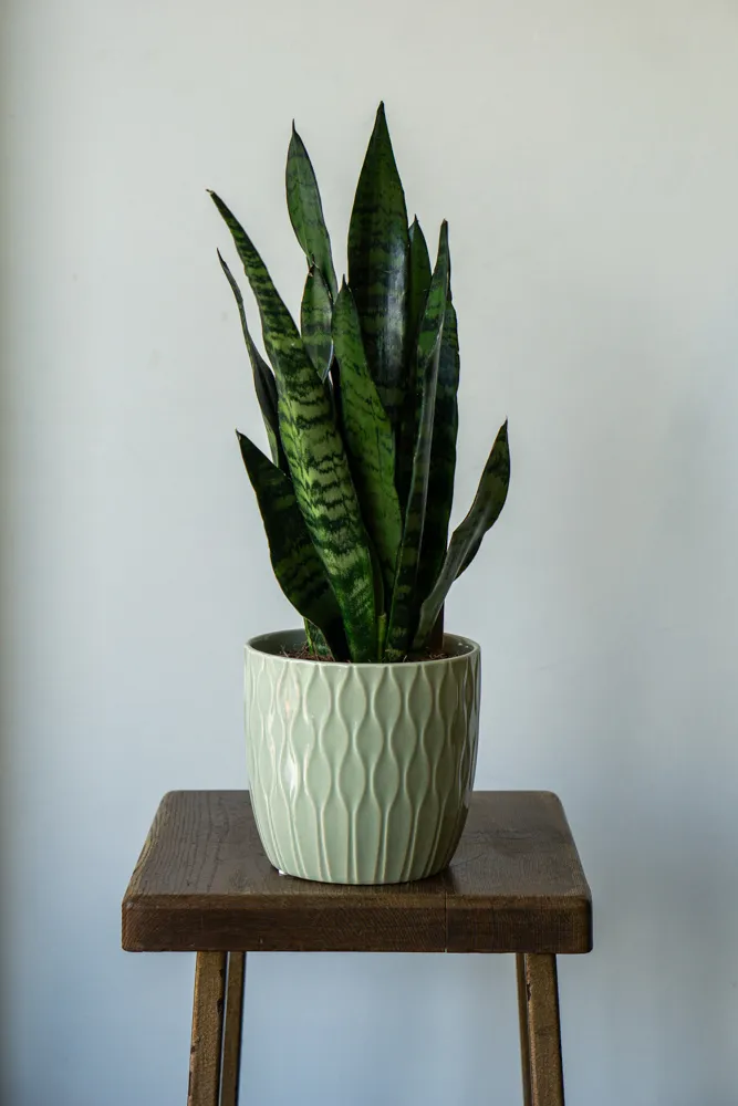 Sansevieria Zeylanica