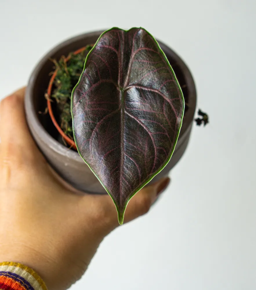 Alocasia Azlanii 