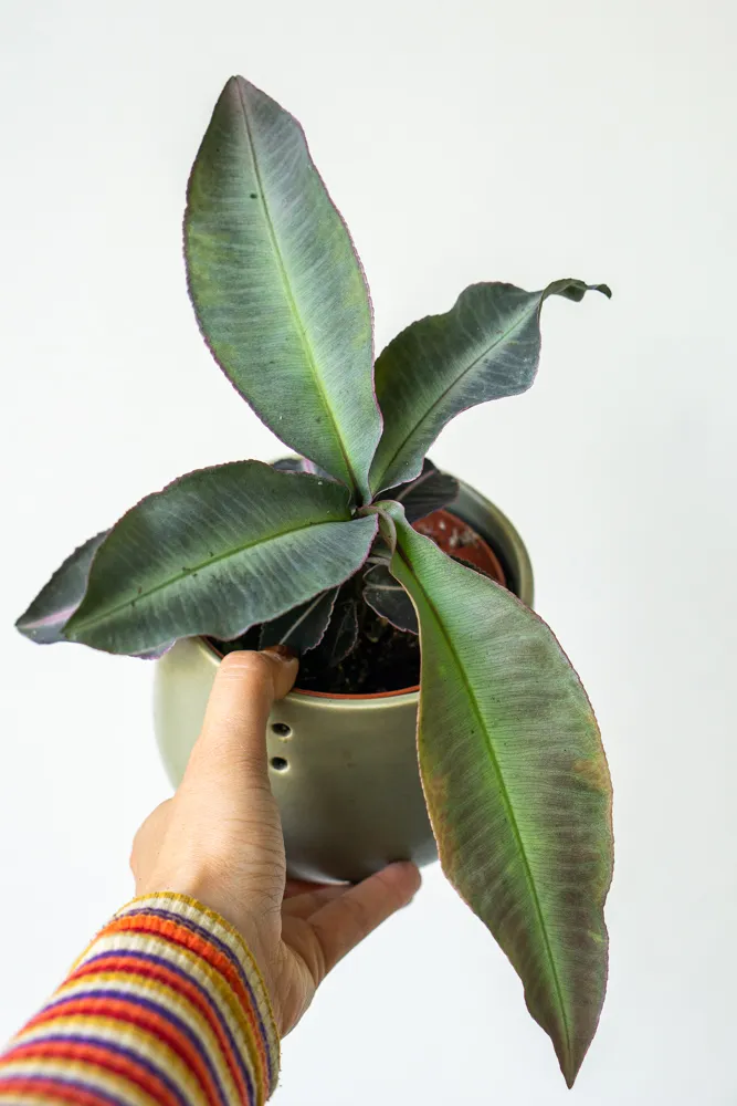 Labisia pumila / Kacip Fatimah