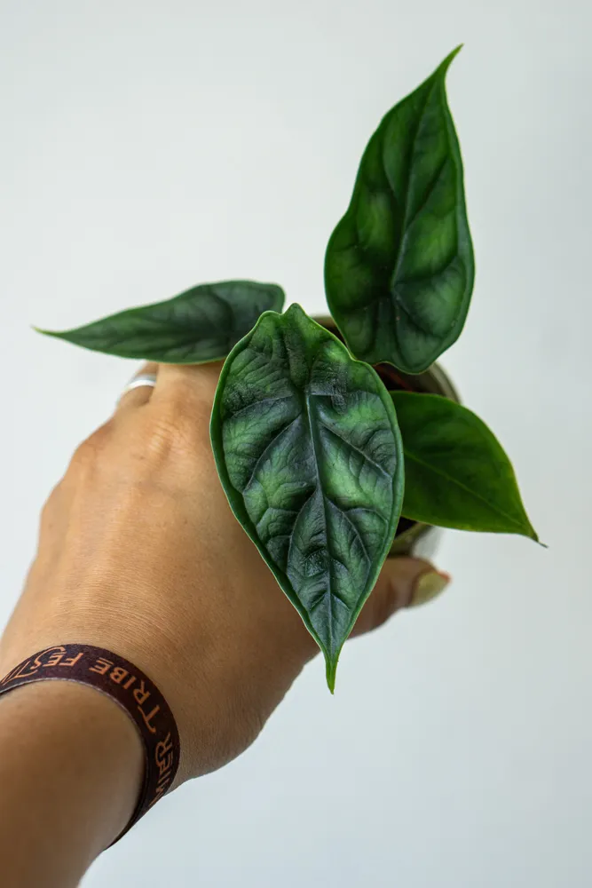 Baby Alocasia Baginda Dragon Scale