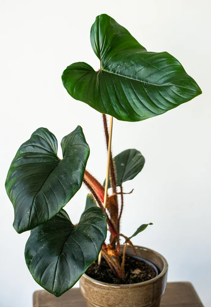 Philodendron Squamiferum x Serpens 👑