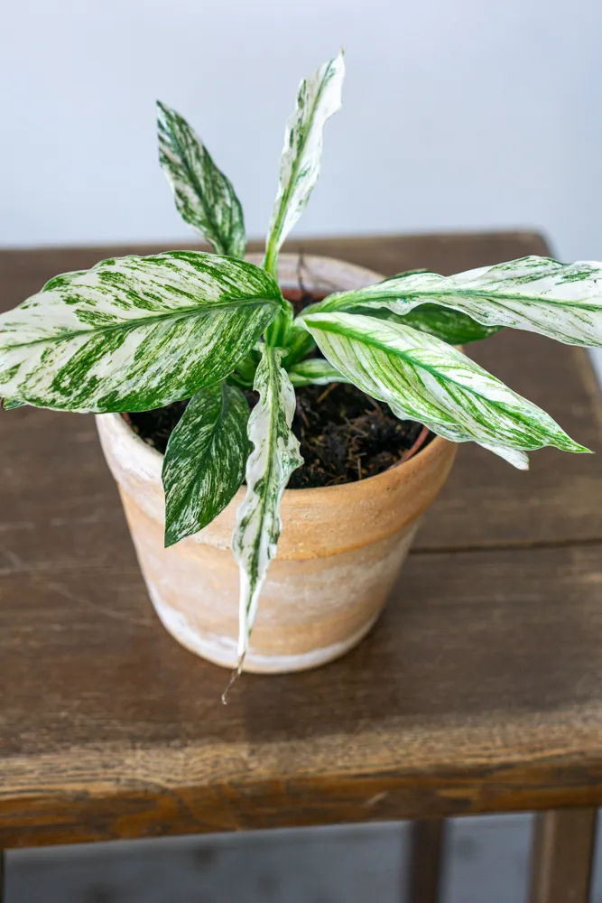 Spathiphyllum Sensation White