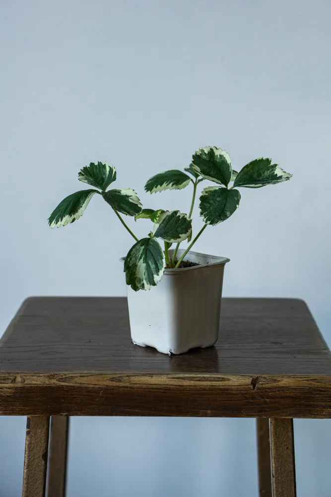 Fragaria x ananassa 'Variegata' - Panašovaná jahoda