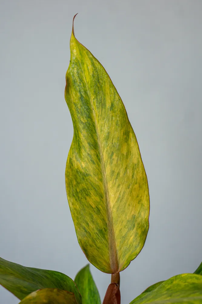 Philodendron Orange Marmalade