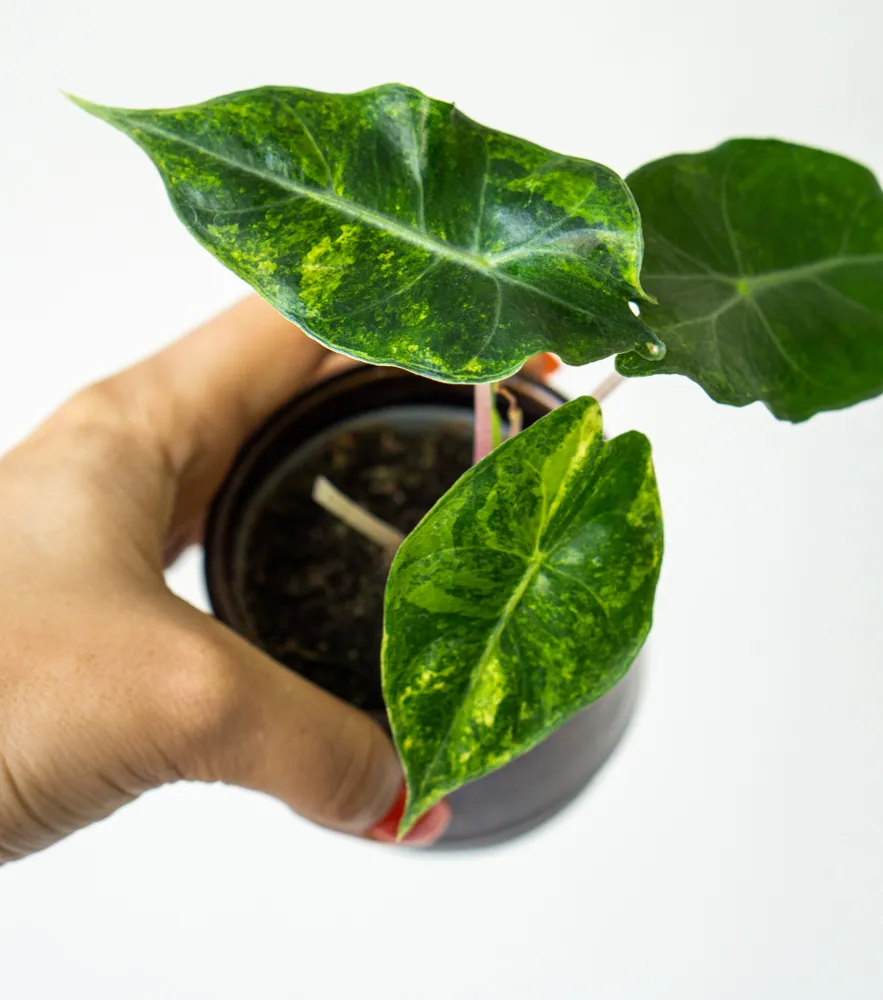 Baby Alocasia Nairobi Nights Aurea 👑