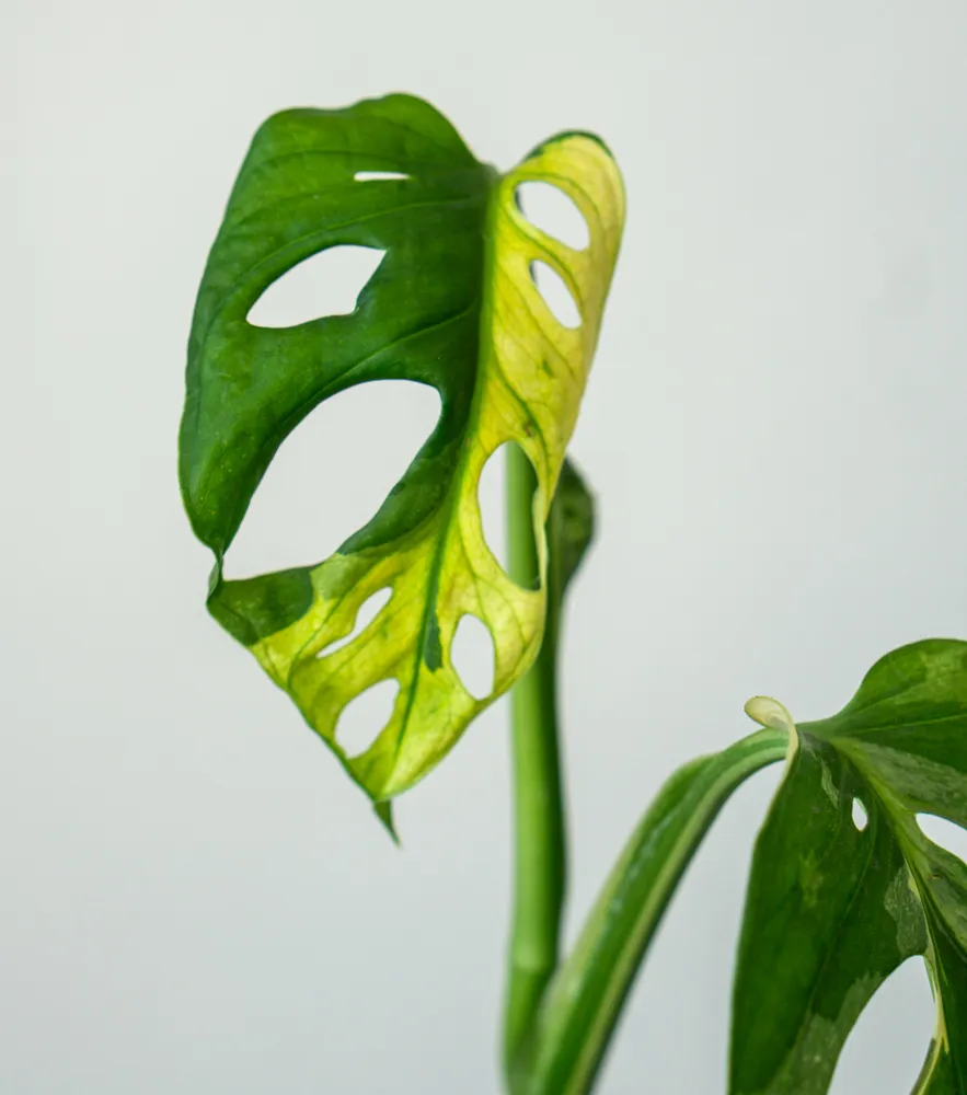 Odrezok Monstera adansonii variegata