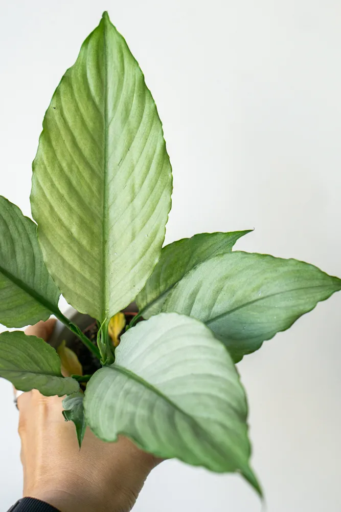 Spathiphyllum Blue Ice
