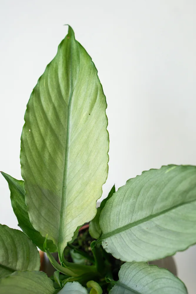 Spathiphyllum Blue Ice