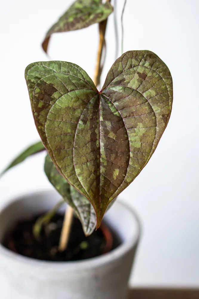Dioscorea dodecaneura discolor 