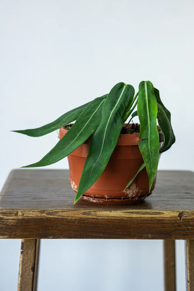 Anthurium Pallidiflorum