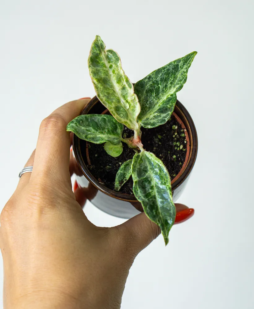 Anthurium Silver Blush Mint (náhodný kus)